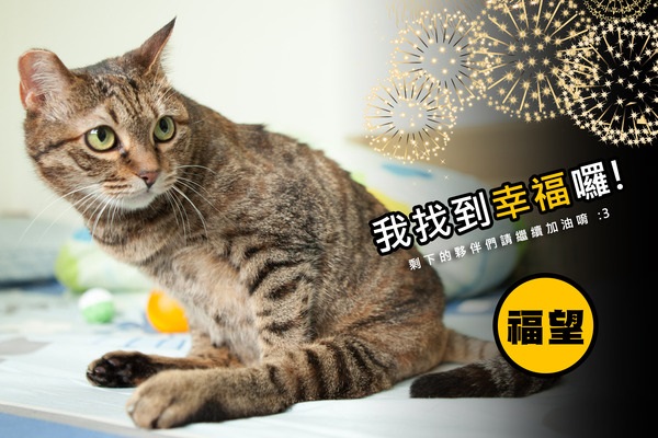 「酷貓任務」目前已經幫14隻酷貓找到新家。 取自酷貓任務網站