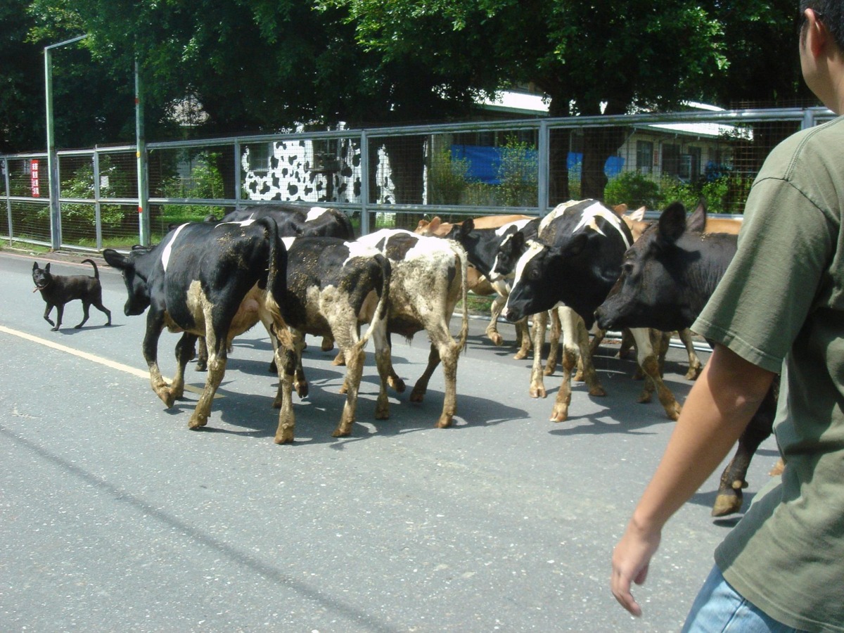 找得到威力嗎?牠在最左邊!有時候威力會跟著牛群行動。 蘇昱華/提供