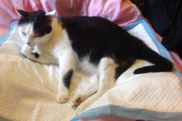 圓圓的兩隻後小腿沒有知覺,無法自行解尿,也不知道自己會排便,因此都要墊著尿布墊。 顧珮蓁/提供