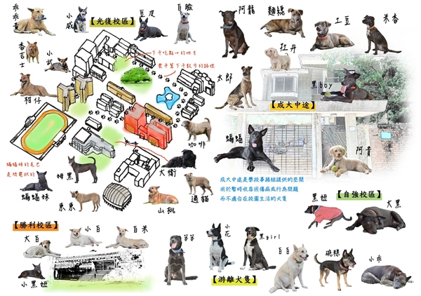 成大列管的35隻校犬，其中2隻過世、1隻被領養，現存32隻。　許博凱/提供