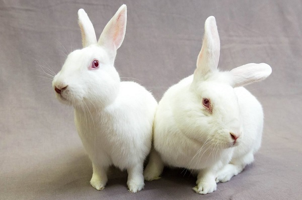 印度從11月13日起，禁止進口經過動物實驗的化妝品。　取自HSI