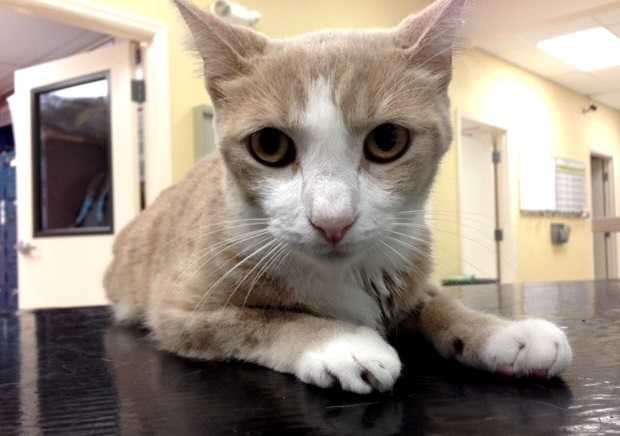 經過輸血治療,毛毛已經恢復健康。 取自The Dodo