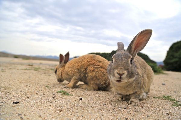 今年7月，鄭如敏到兔迷必去的日本大久野島拍照，系列作品拿下TIVAC攝影首獎。　鄭如敏/提供