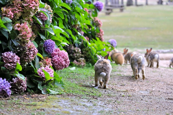 大久野島上，兔子圓滾滾的屁屁和繡球花相映成趣。　鄭如敏/提供