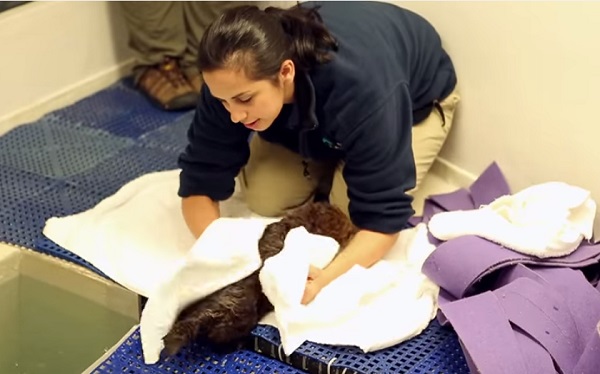 海獺寶寶游累了就上岸，工作人員早已備妥毛巾。　取自Youtube