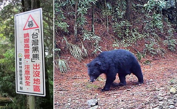 台灣黑熊在大雪山國家森林遊樂區出沒。 取自東勢林管處