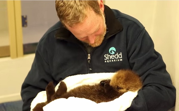 工作人員把海獺寶寶當成小孩照顧呢！　取自Youtube