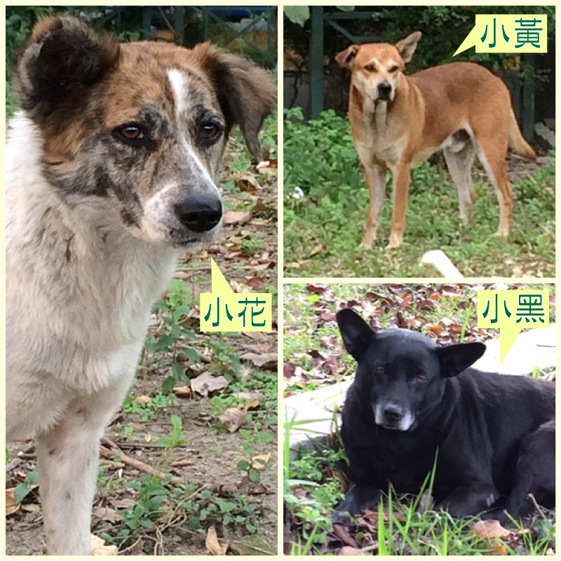 常駐校園的3隻狗狗差點被趕出校園,現在與學生和平共處。 李心儀/提供