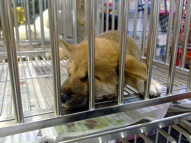 農委會動物保護資訊網上的合法寵物業者「評鑑等級」欄位已全數更新。 Flickr_sayumi Qiu