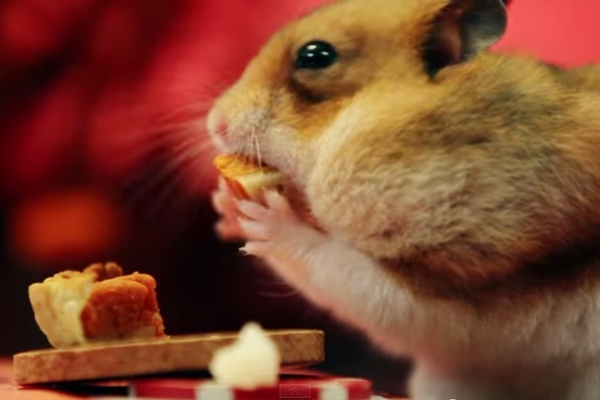 小倉鼠吃得津津有味。　取自HelloDenizen