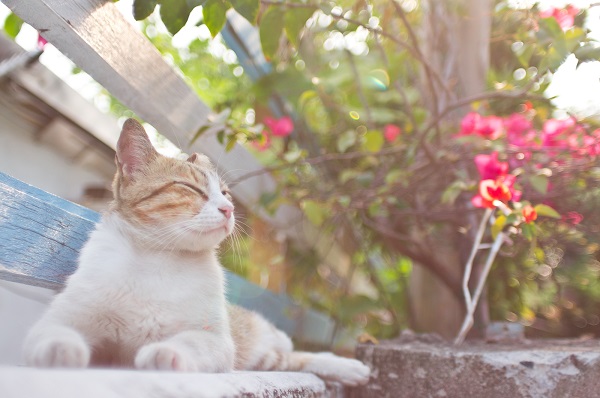 【自由的悠閒】幸福，就是在吃飽的午後曬毛吹涼風。午後斜陽伴隨涼爽清風，是否，真的要有個家？　林漢龍/攝‧窩窩/提供