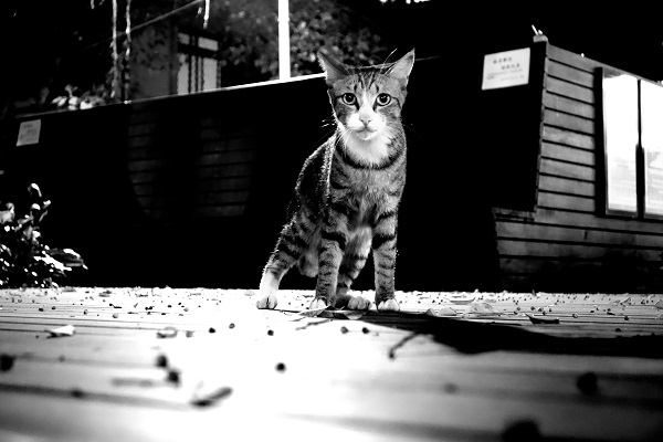 【志氣】在黃昏的下班路上，民生東路的小公園裡，我騎著ubike經過這，看見一隻街貓不畏人群和車流的吵雜，安靜的仰著頭望向前方，這個45度角，霎時和我產生了愛的共鳴。　彭柏勳/攝‧窩窩/提供