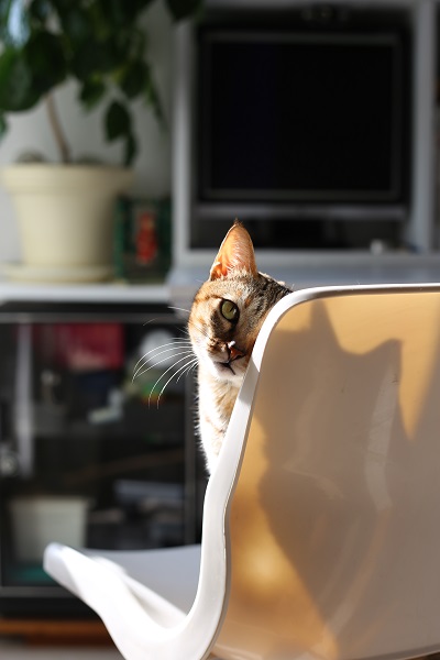 【去年冬天晨光中的小貝】 冬天的時候我家的孩子總是喜歡搶這個陽光最多的窗邊，其實家裡的陽光和街上的陽光一樣溫暖。 不同的是有家的貓和流浪在外的貓，那種曬太陽的心情.... 有家的徹底放鬆，沒家的隨時警戒.... 不懂嗎？大概就類似我們睡在你/妳自己的房間或是睡在外頭旅館的不同感受....這樣說大概也很難懂吧！除非找個人驅趕或欺負我們才能真正體會！ 黃世聰/攝‧窩窩/提供