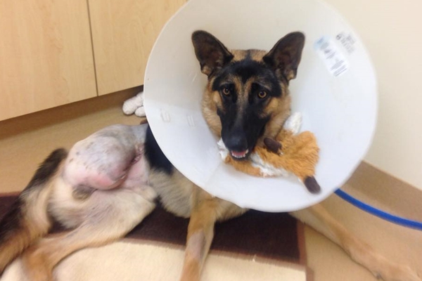 因為傷口嚴重感染，洛基右後腿截肢，目前正適應三隻腳的生活。　取自myfoxla