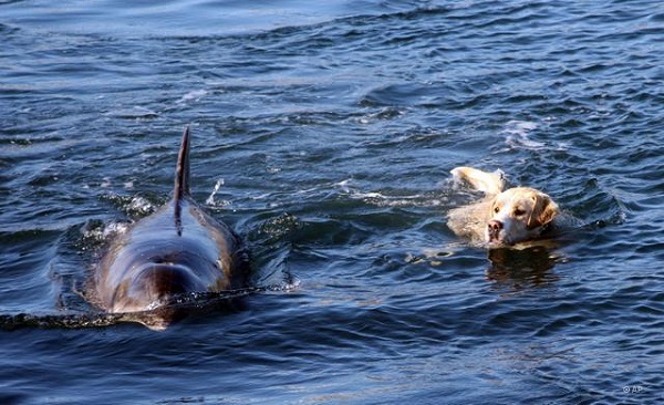海豚和狗狗幾乎每天早上都相約游泳。　取自Tailster