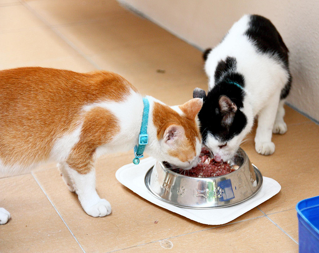 越來越多飼主選擇讓毛孩吃鮮食，日本獸醫須崎恭彥表示無須擔心營養不均的問題。　Flickr_stratman² (2 many pix!)