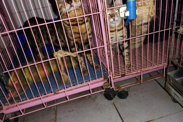 除了17隻品種犬，還有17隻品種貓，屋主表示皆為他人寄放、等待送養。　照生會/提供