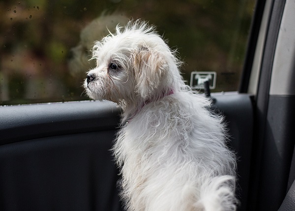 車內溫度半小時可上升約19℃,盡量別把毛孩留在車內。 Flickr_Patrick