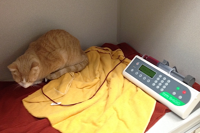 貓貓接受輸血時狀況很好。 取自The Dodo