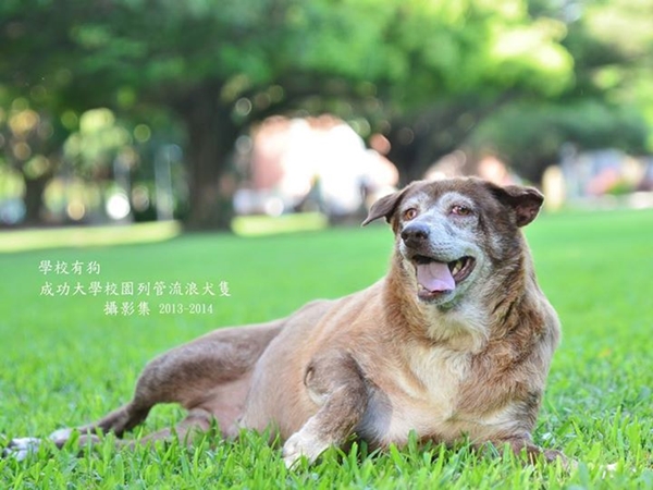 成大第二老的校犬咖啡不親人，許博凱花了2個月的時間和牠混熟。　許博凱/提供