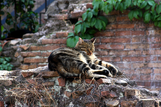 貓咪在銀塔廣場間穿梭，累了就休息。　Flickr_Alex