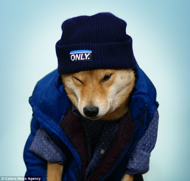 戴上毛帽的菩提也很有型。 取自網路