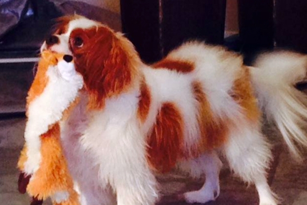 賓利在隔離期間也有玩具可以玩。　取自英國《每日郵報》