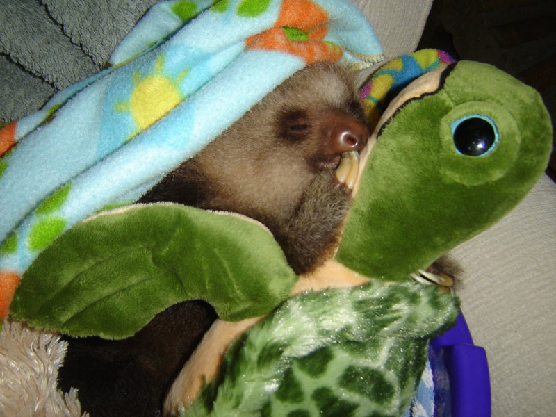 樹懶1天可睡上20小時!樹懶寶寶自己也好像娃娃~ 取自網路