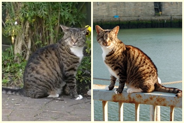 Nelson以前生活在碼頭邊(右圖),被認養後,生活環境總算改善(左圖)。 取自youtube