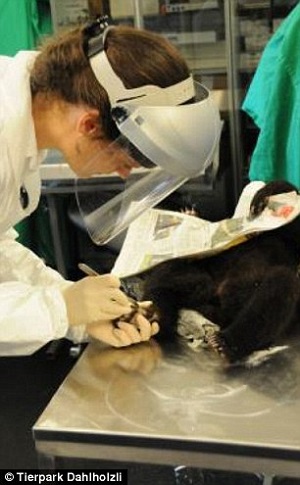 動物園將小熊做成標本。　取自網路