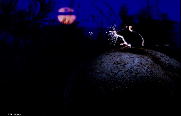 哺乳類組的冠軍作品，呈現老鼠和蚊子在月光下對望的特別畫面。　取自www.nhm.ac.uk