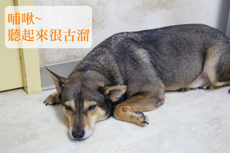 哺啾睡覺時喜歡把Boss的屁屁當枕頭~　江幸芸/攝