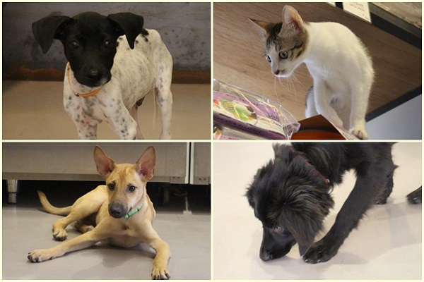 目前跑市場裡有3隻狗狗和1隻貓咪在找家。　江幸芸/攝