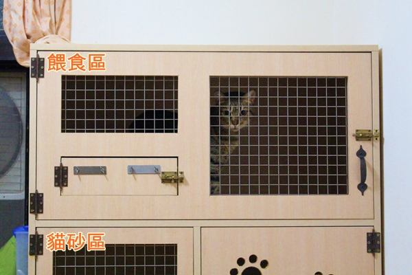貓屋的飲食區和貓砂區上下分層，有充足活動空間。　江幸芸/攝