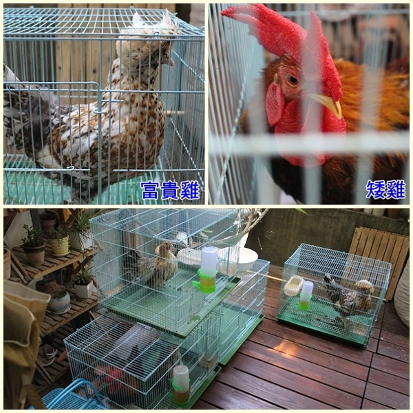 除了肉雞、蛋雞、日本雞，小花還養了觀賞用的矮雞和富貴雞。　江幸芸/攝