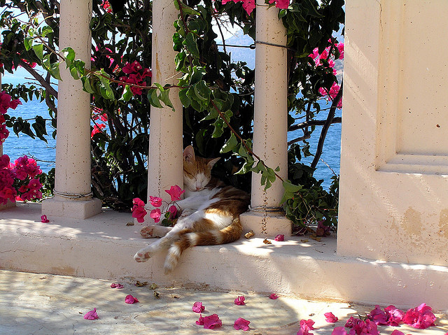 卡爾坎上的街貓悠哉睡覺。　Flickr_ Claudee Monett
