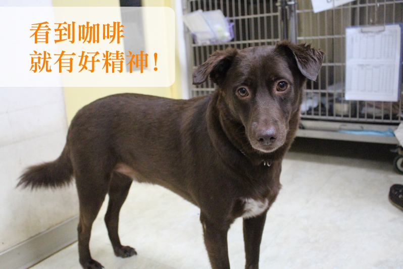 咖啡逃過被捕捉的命運。　江幸芸/攝