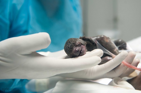 這是人類第一次幫樹懶剖腹產。　取自ONE GREEN PLANET