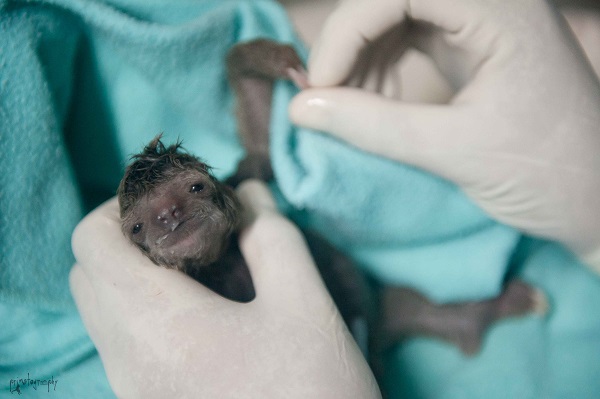 樹懶寶寶在工作人員的手上睜開眼睛。　取自ONE GREEN PLANET