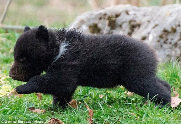 照片裡的小熊Cub Four因遭公熊攻擊而被動物園安樂死，現在被做成標本供教學使用。　取自網路