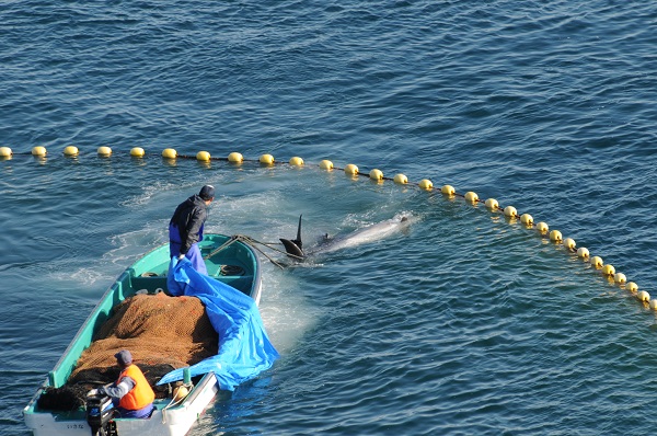 日本指控動保團體「干擾」捕鯨,並希望恢復明年在南極海捕鯨的權利。 The Sound of critters