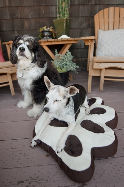 P.L.A.Y.寵物床還有狗腳印的款式。　鮪魚肚/提供