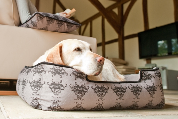 賣最好寵物方床四周有托高設計，高度符合寵物的身體工學，讓牠們頭臥著的時候很舒服。　鮪魚肚/提供