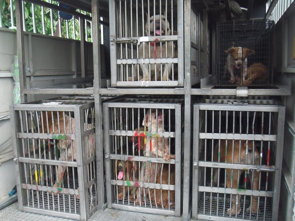 桃園縣防疫所至萬能犬舍合法登記地點查核。　桃園縣動物防疫所/提供