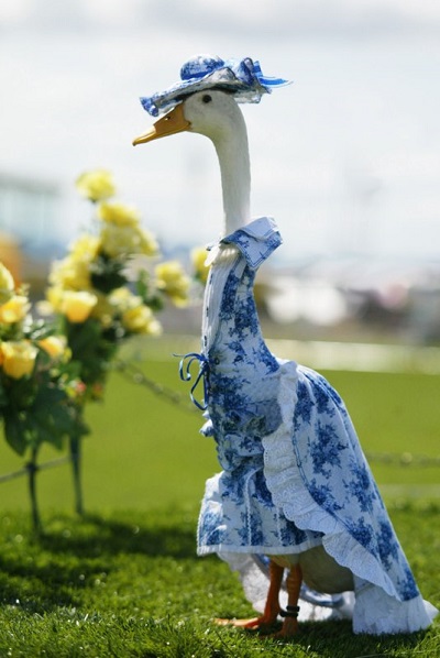 這隻鵝以花紋為造型！　取自Brian Harrington’s Family Show