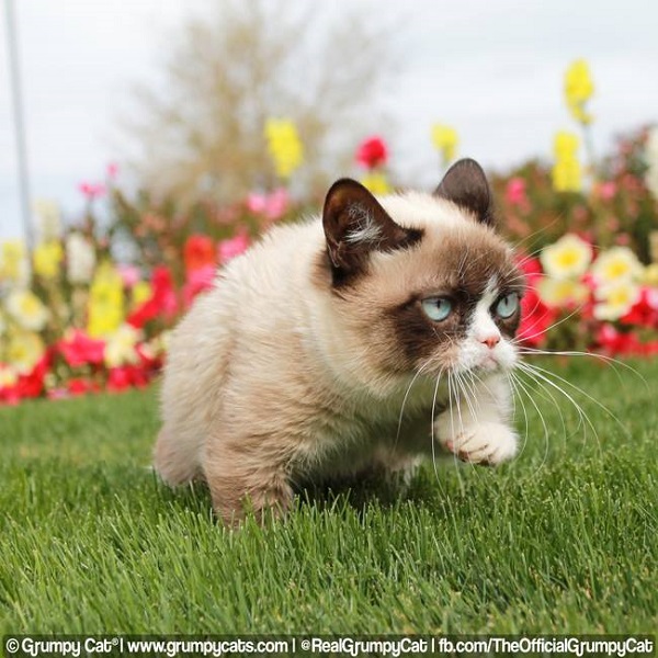 不爽貓的嬌小身形和招牌表情竟是因為侏儒症。 取自The Official Grumpy Cat