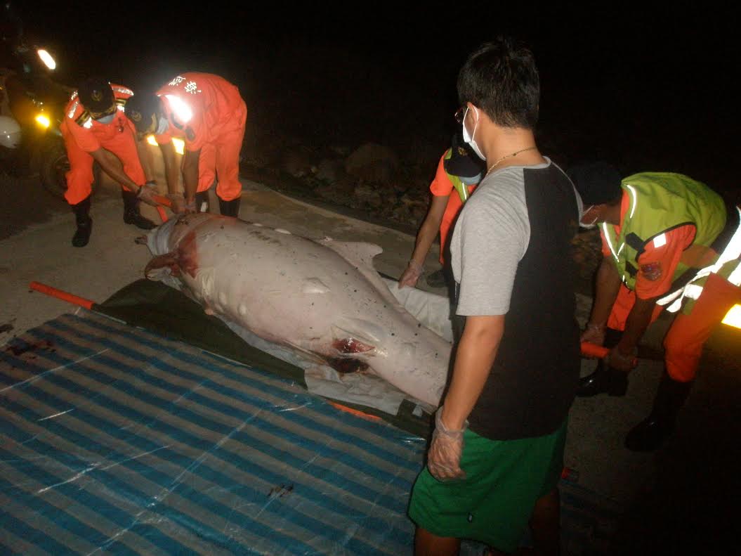 第一隻在台灣海域被發現的中華白海豚TW-01擱淺死亡，一身是傷。　海巡署/提供