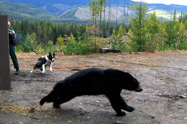 卡瑞利亞熊犬本能是狩獵，用於獵熊、趕熊。　取自Wamiz