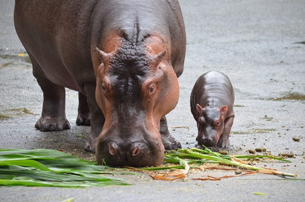 娜竹忠雨非常迷你，緊緊跟在媽媽身邊。　台北市立動物園/提供
