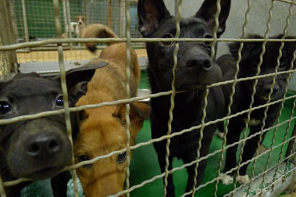 「流浪犬管理政策公民審議會議」今發表結論，源頭控管為首要提議。 何宜/攝